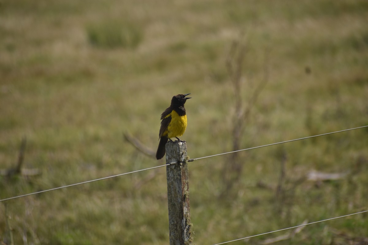 Yellow-rumped Marshbird - ML642157078