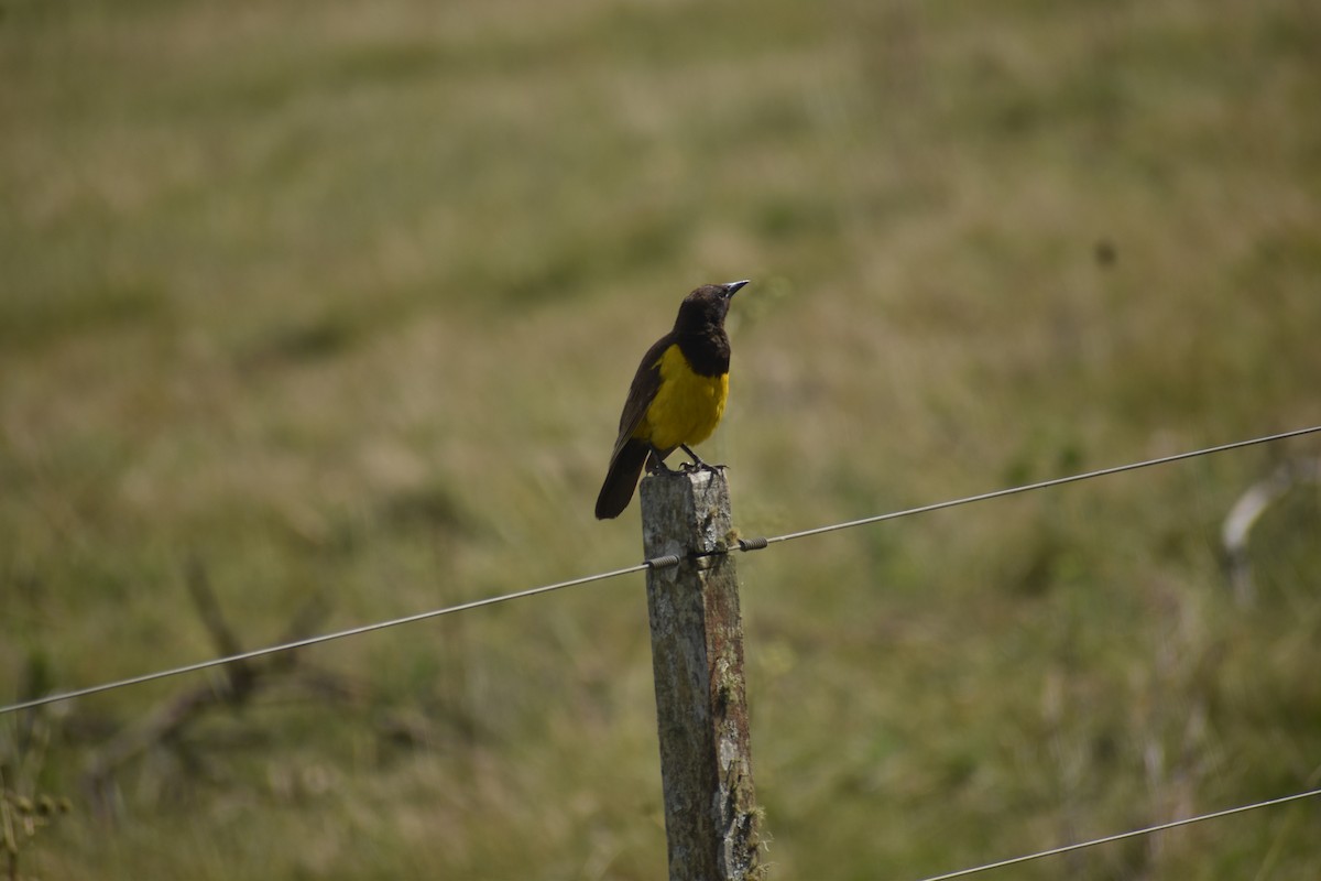 Yellow-rumped Marshbird - ML642157079