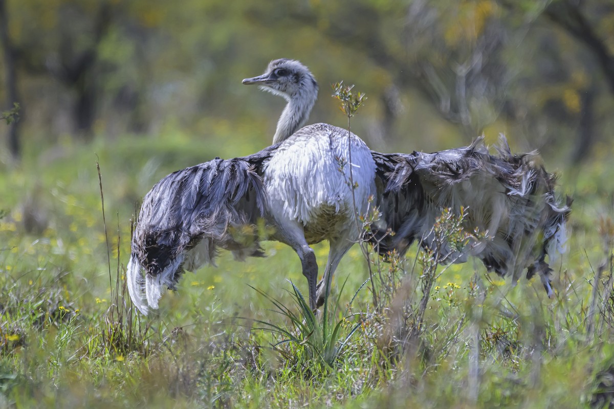 Greater Rhea - ML642157084