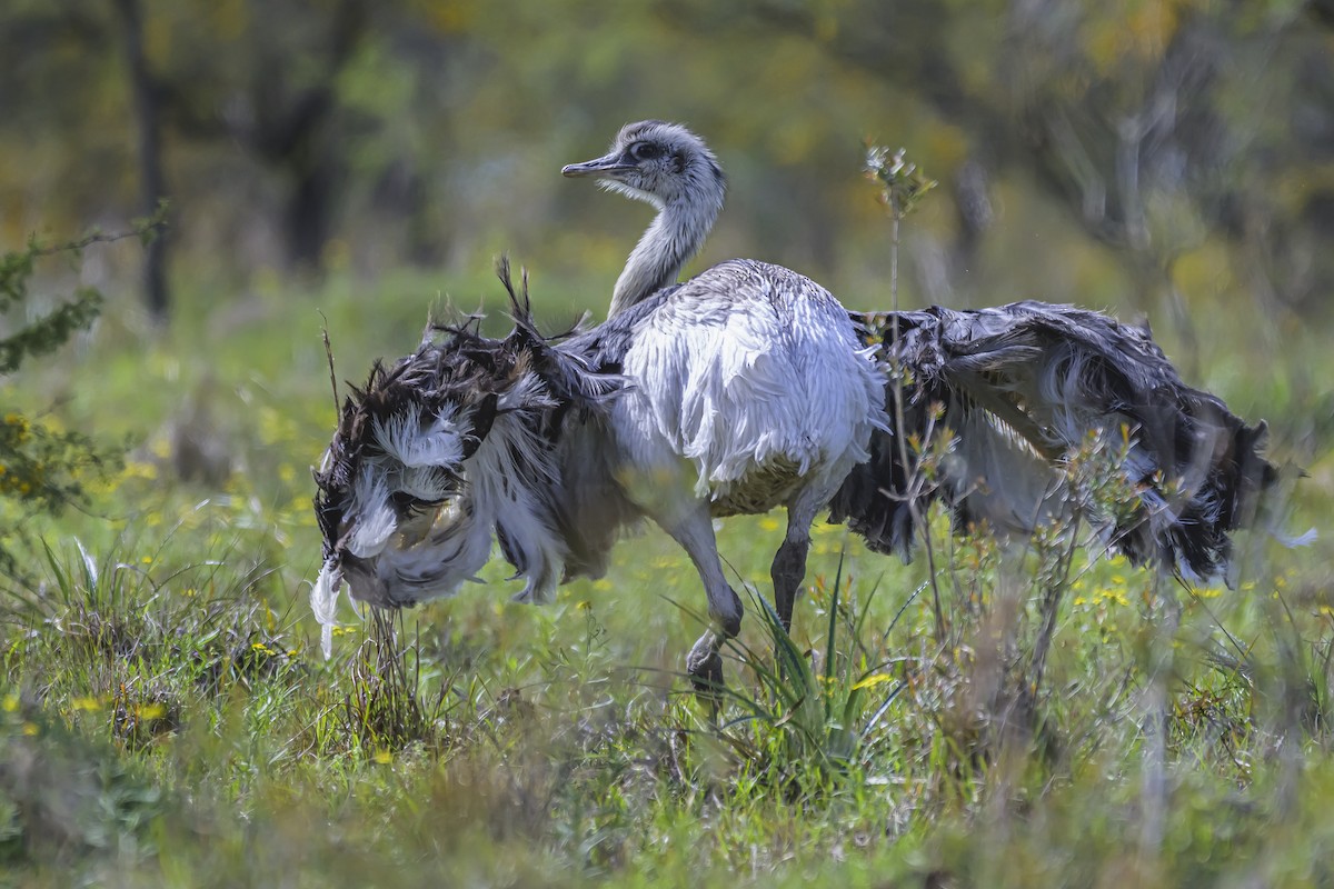 Greater Rhea - ML642157085