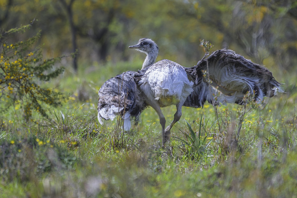 Greater Rhea - ML642157086