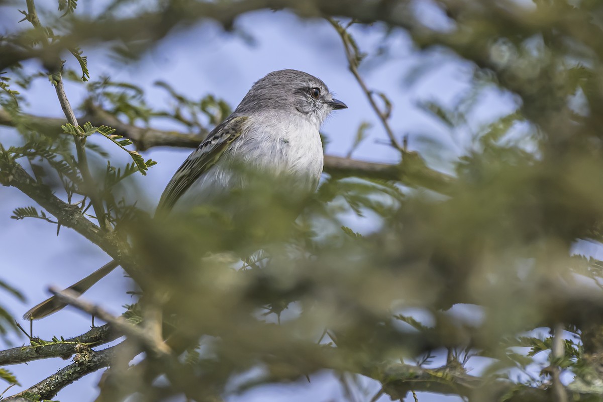 Suiriri Flycatcher - ML642157113
