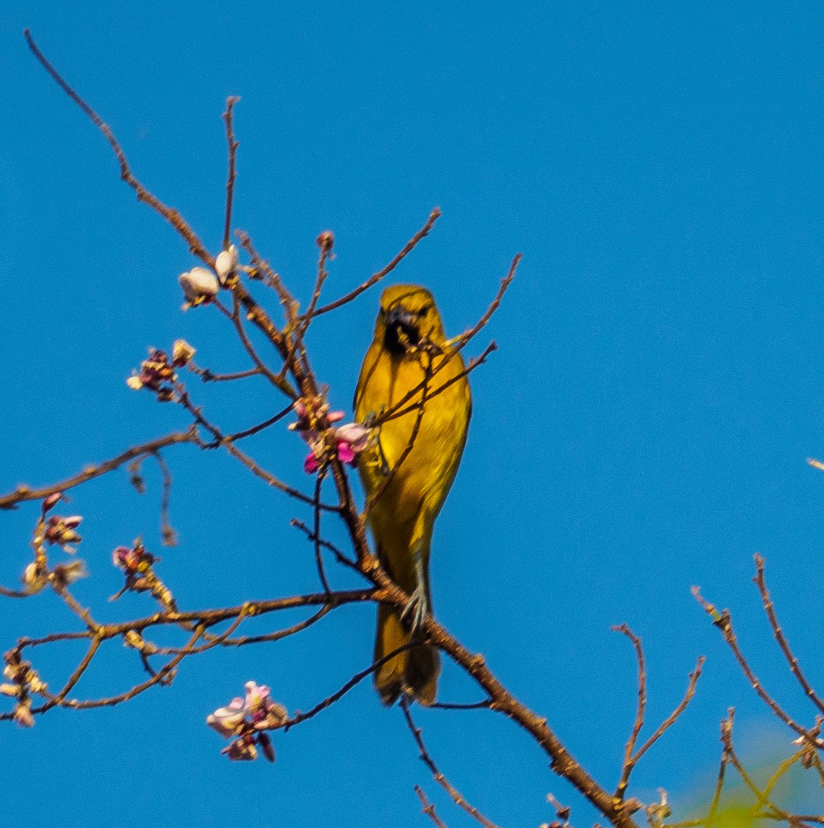 Orchard Oriole - ML642157136