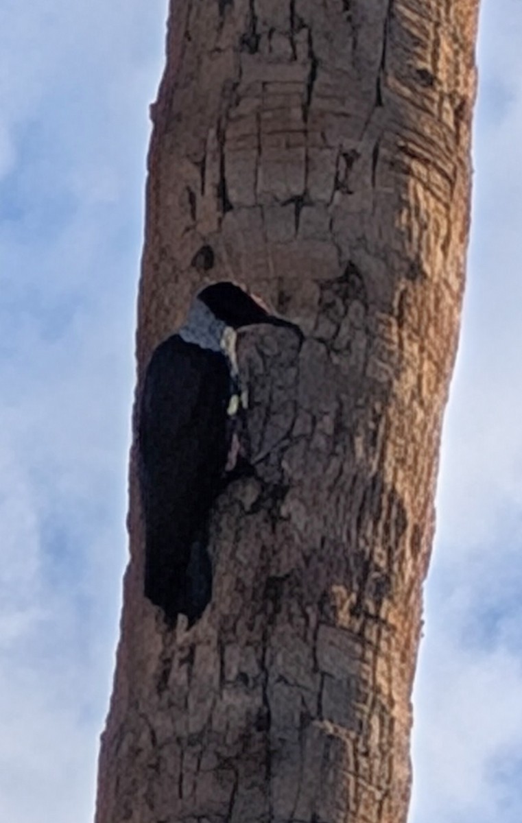 Lewis's Woodpecker - ML642157151