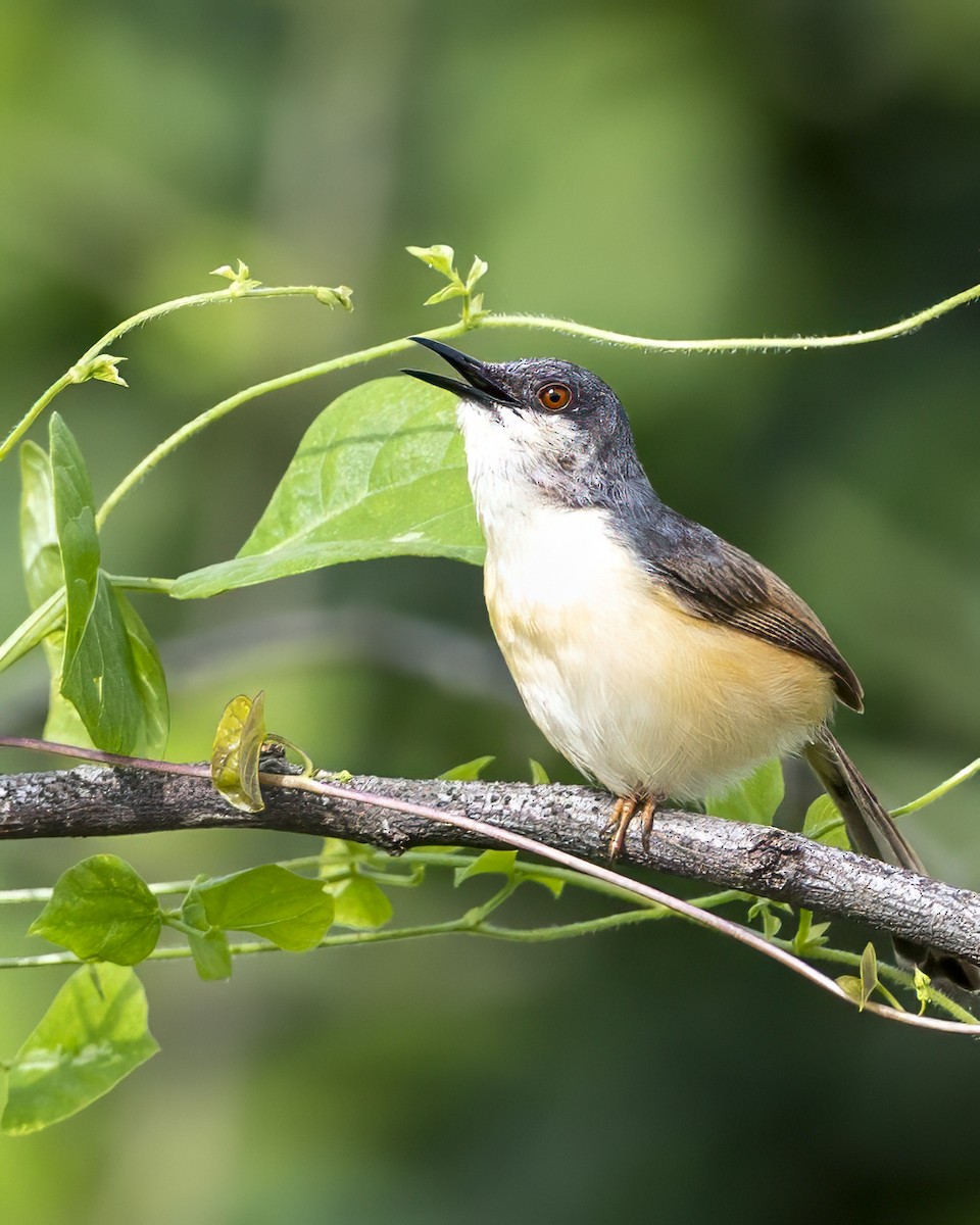 Ashy Prinia - ML642157173