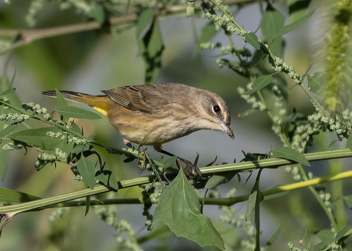 Palmenwaldsänger - ML642157201