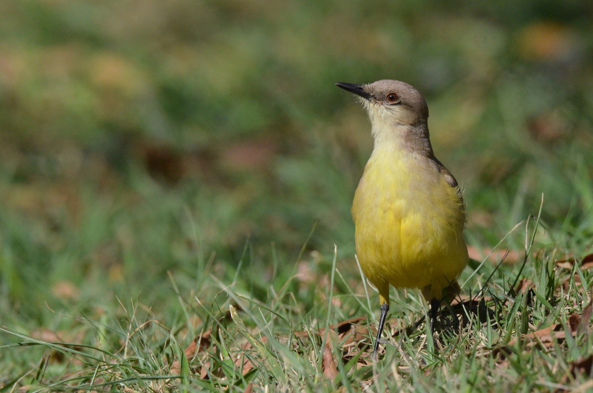 Graslandtyrann - ML642157223