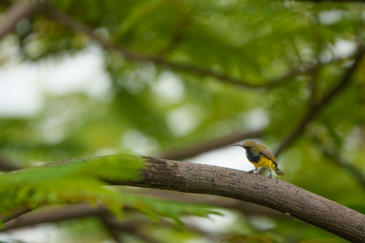 Ornate Sunbird - ML642157229