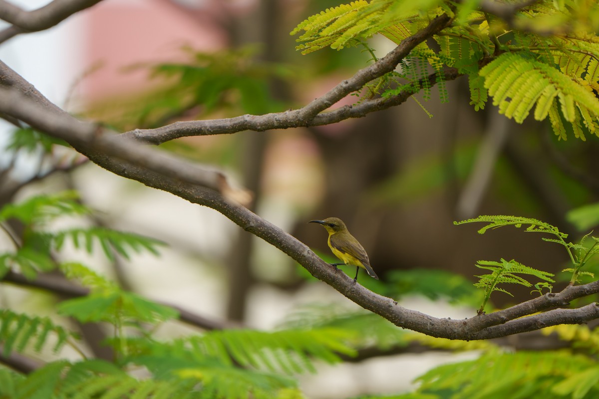 Ornate Sunbird - ML642157230