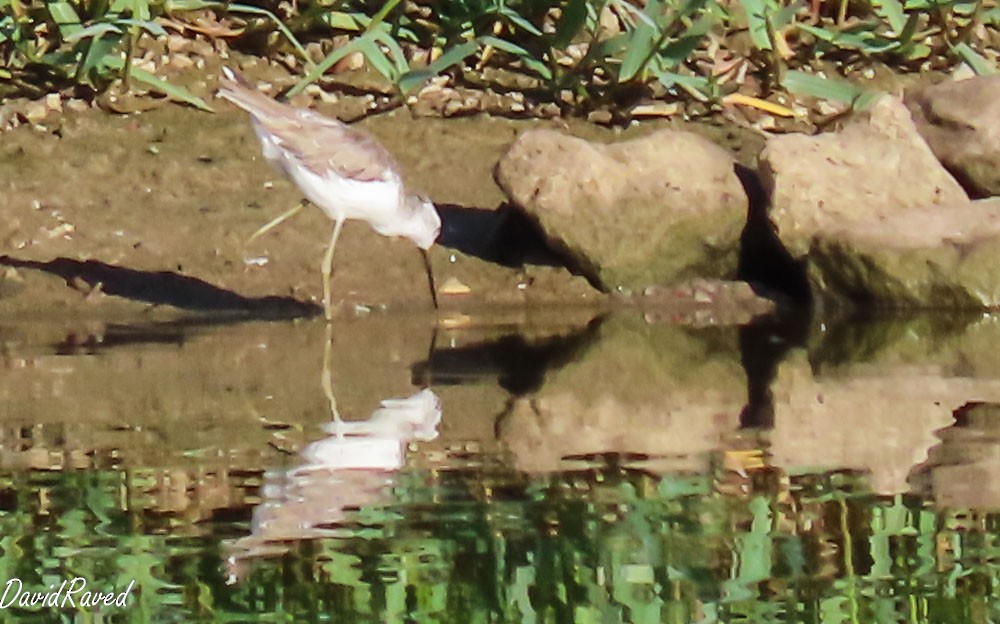 Teichwasserläufer - ML642157231