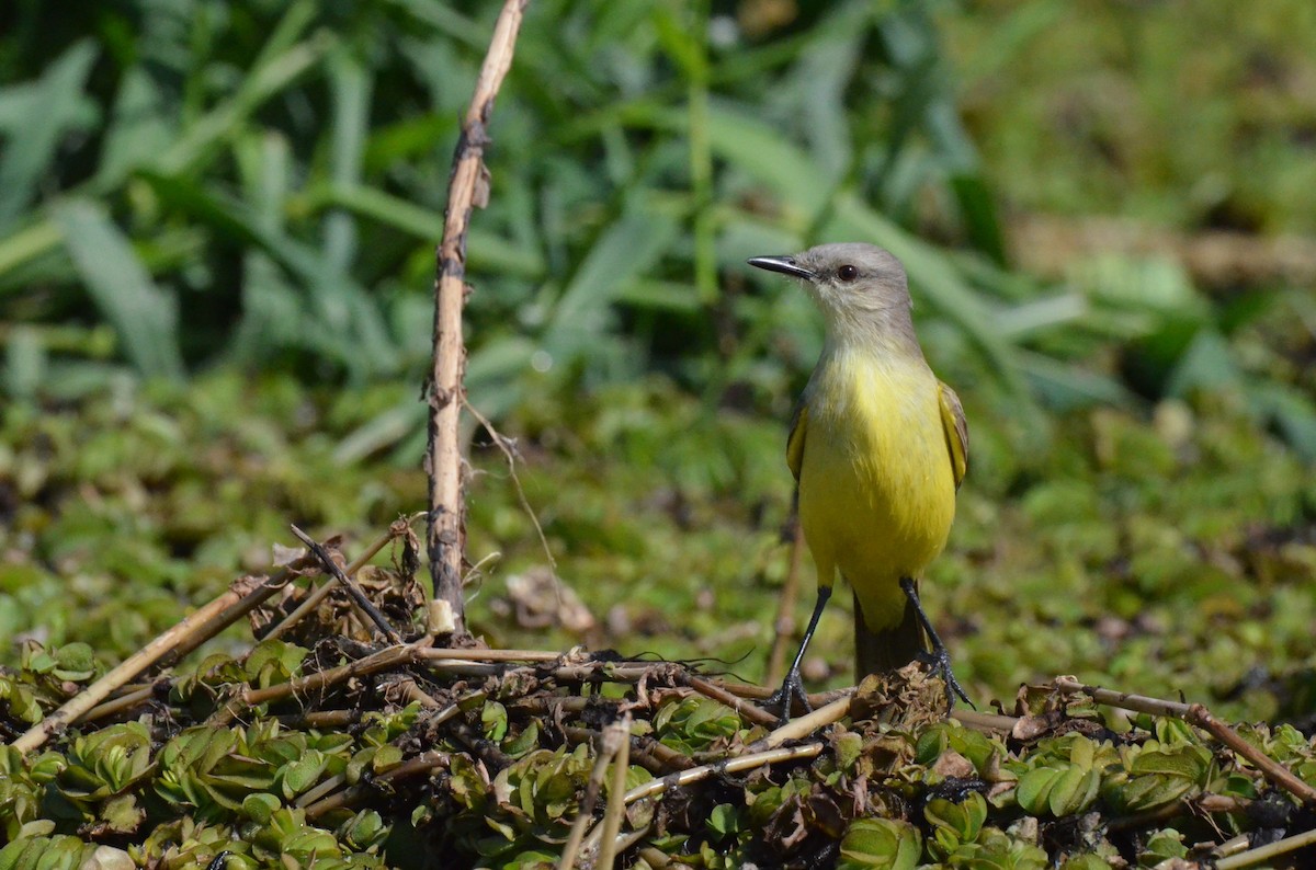 Graslandtyrann - ML642157236