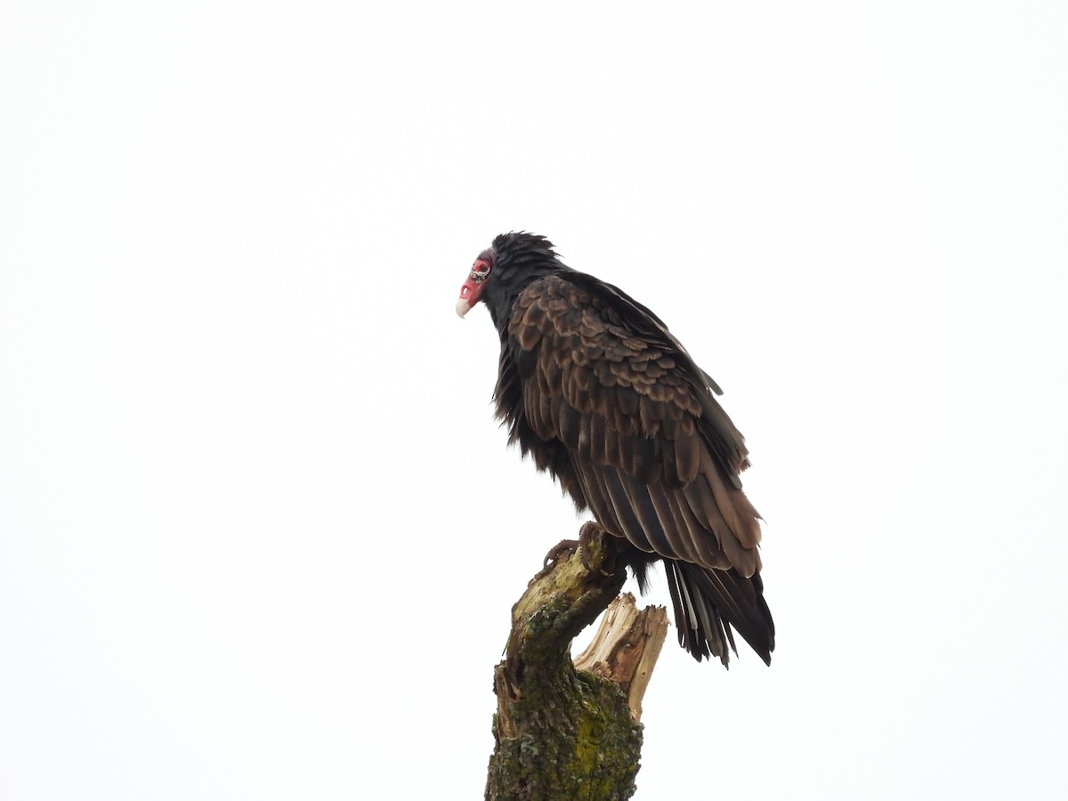 Urubu à tête rouge - ML642157237