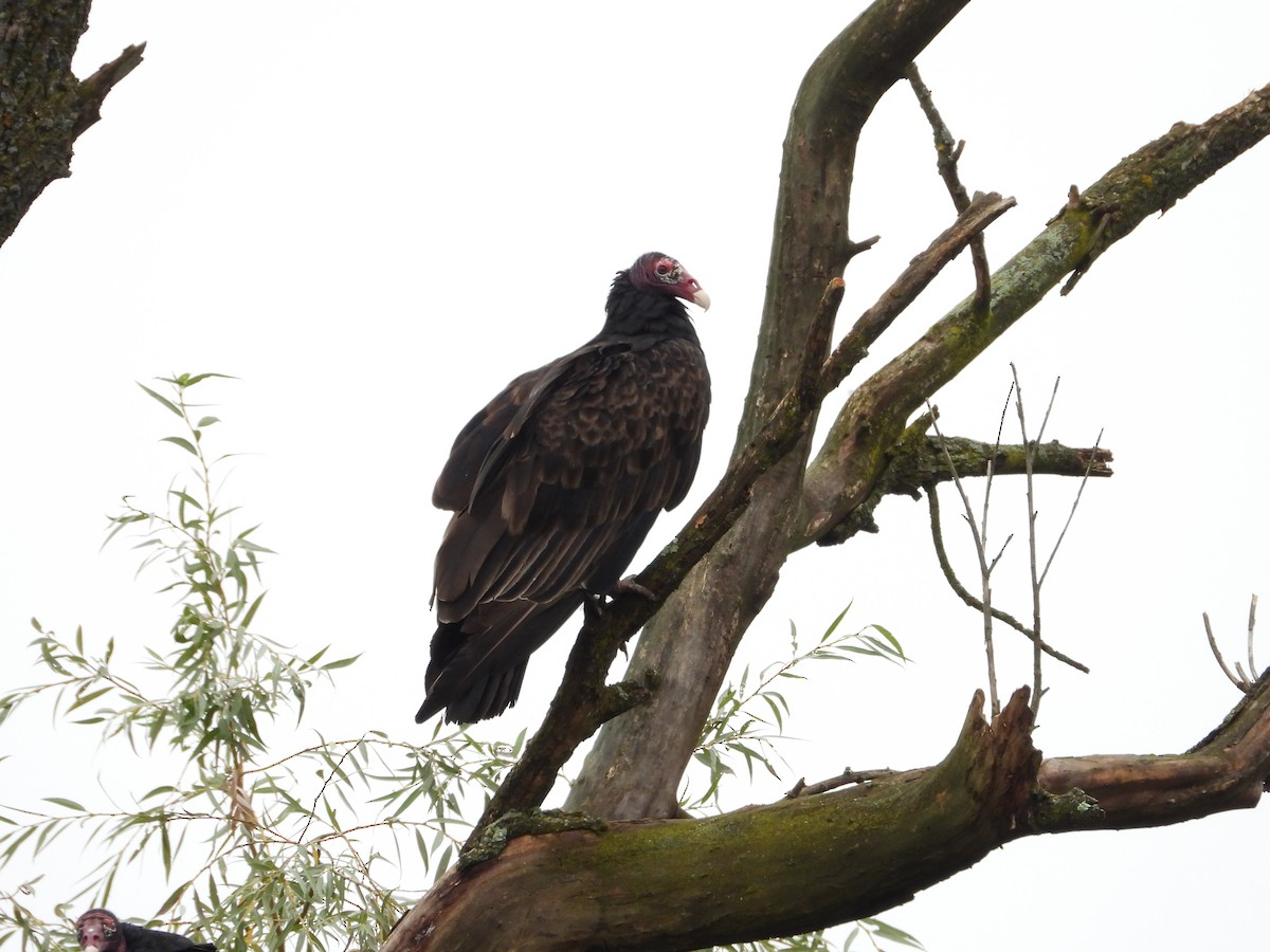 Urubu à tête rouge - ML642157238