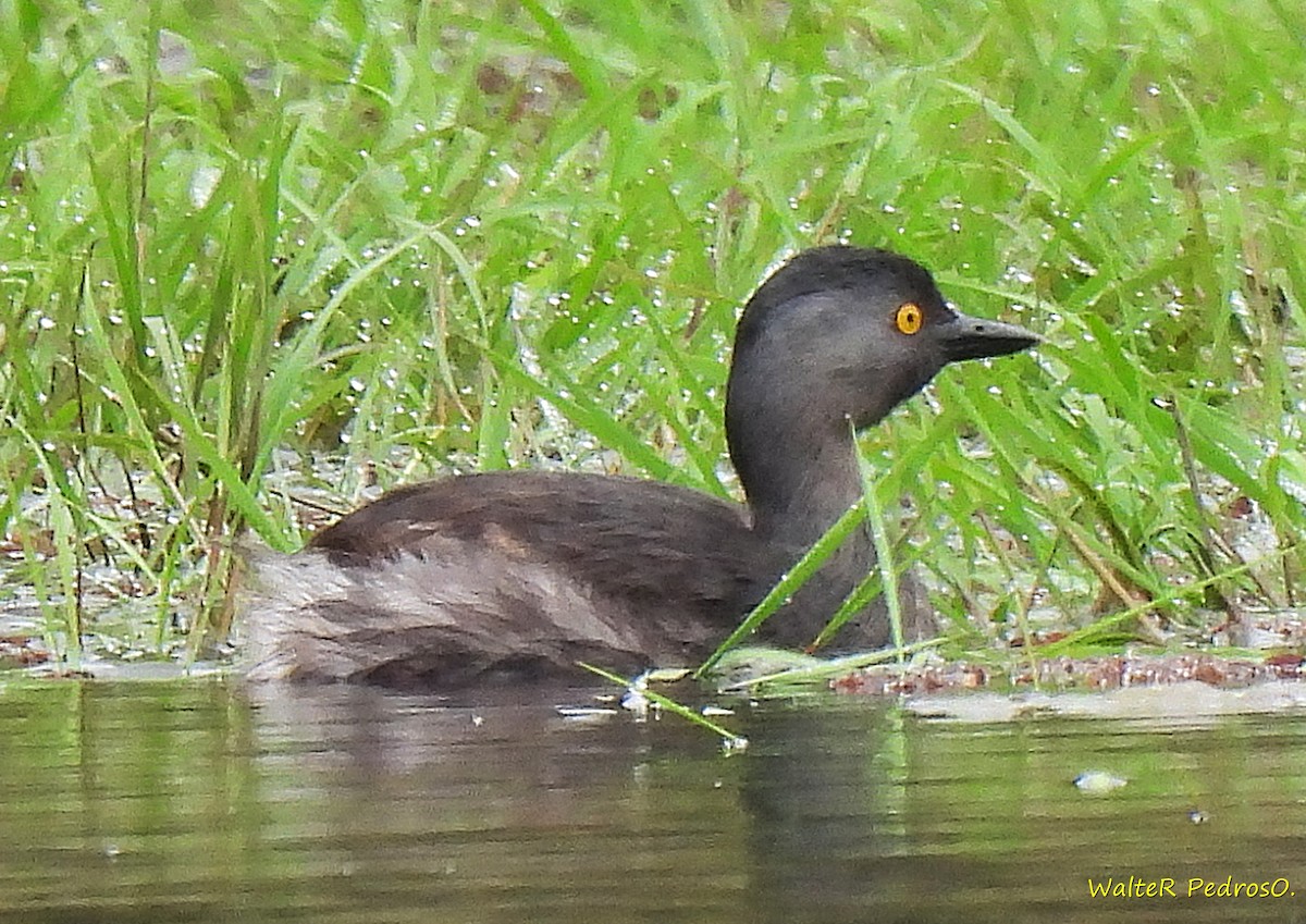 Least Grebe - ML642157244