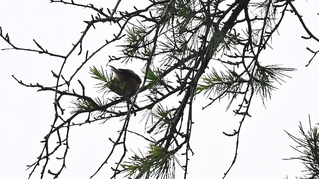 Black-throated Tit - ML642157249