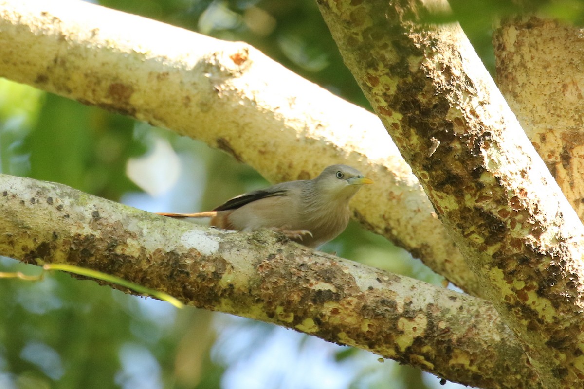 Chestnut-tailed Starling - ML642157255