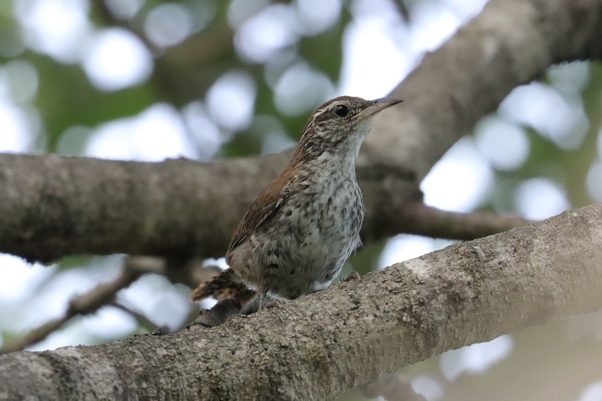 Banded Wren - ML642157261