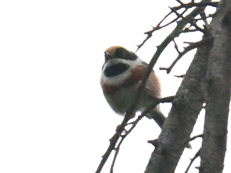Black-throated Tit - ML642157274