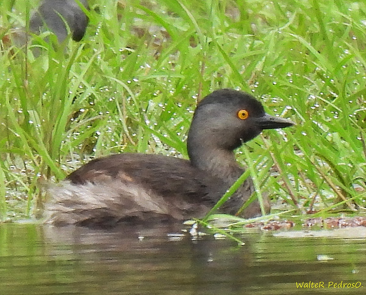Least Grebe - ML642157310