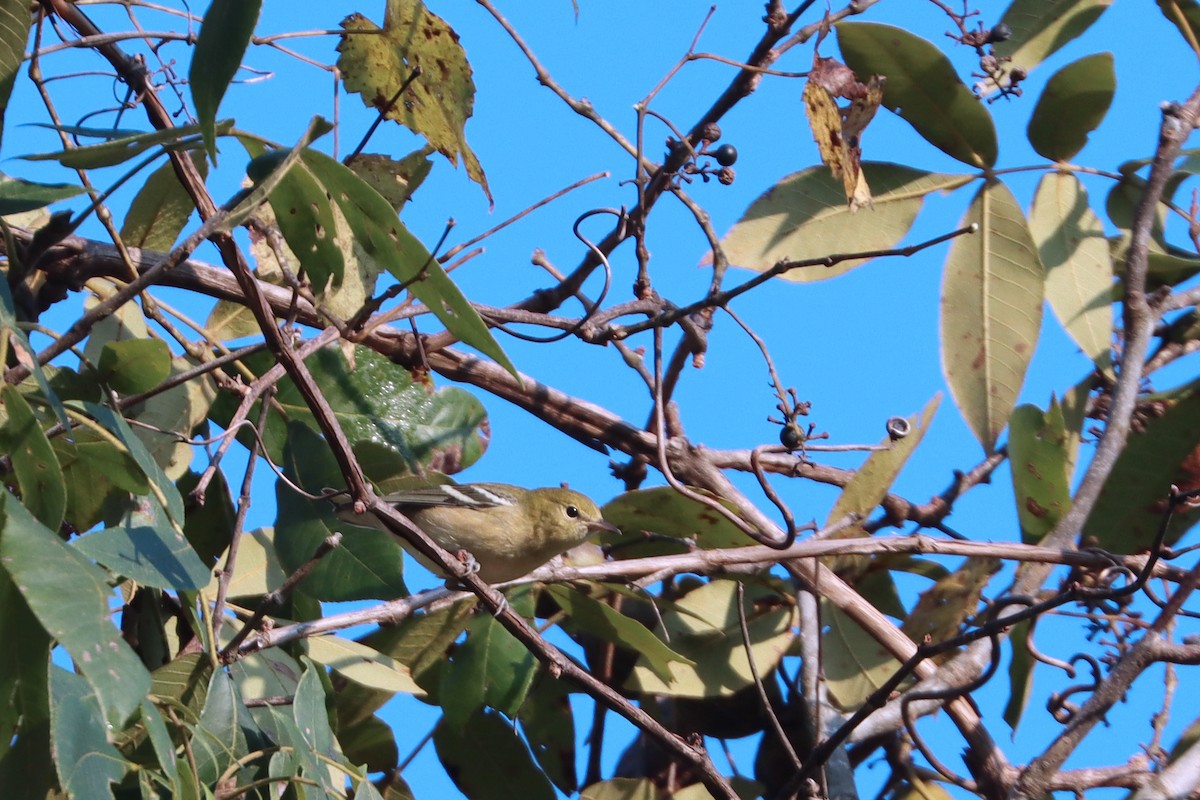 Bay-breasted Warbler - ML642157321