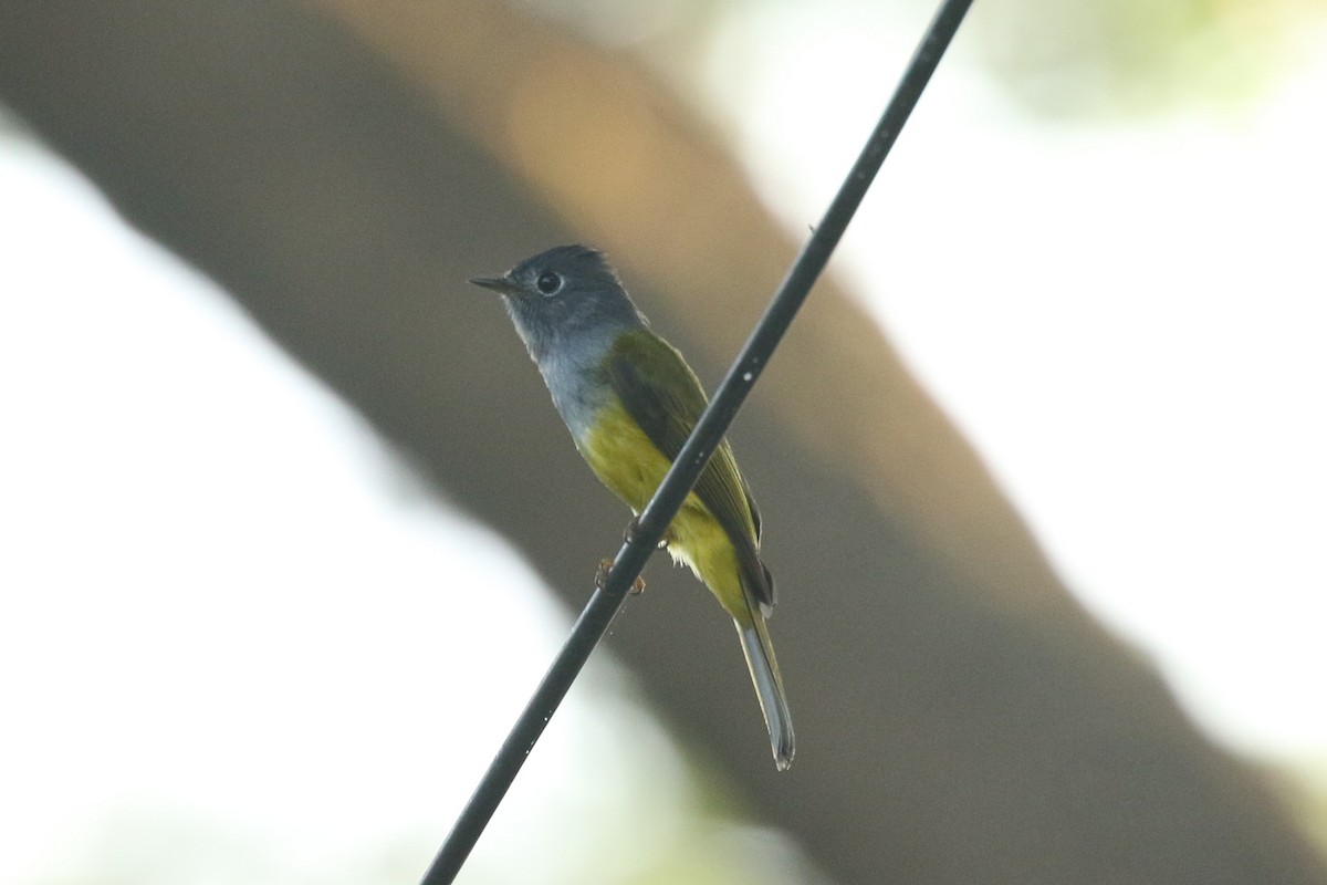 Gray-headed Canary-Flycatcher - ML642157322