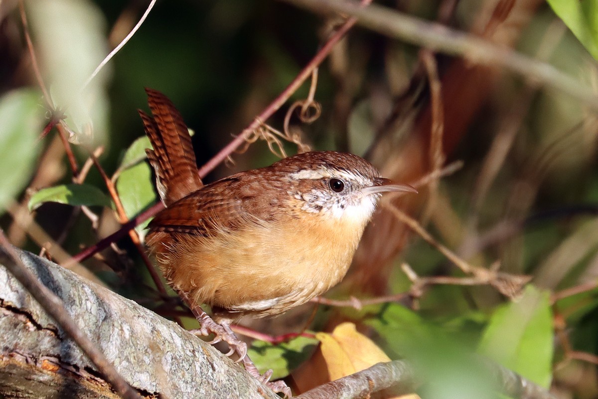 Carolina Wren - ML642157323