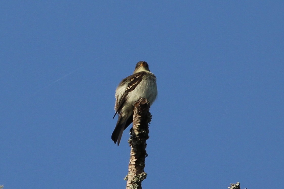 Olive-sided Flycatcher - ML642157326