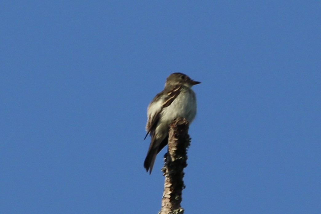 Olive-sided Flycatcher - ML642157327