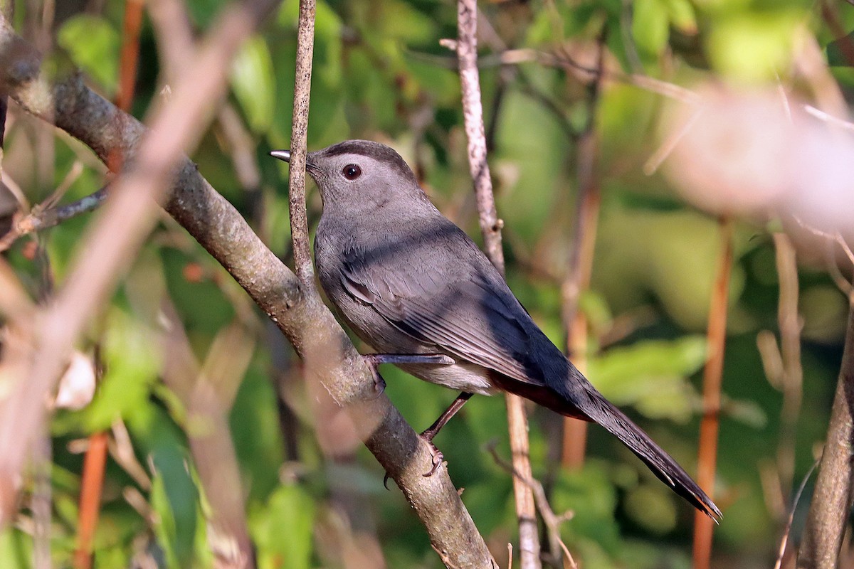 Gray Catbird - ML642157333