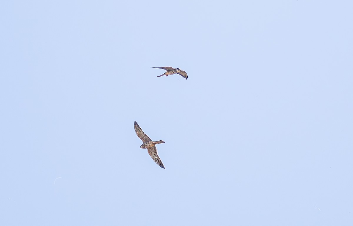 Red-footed Falcon - ML642157340