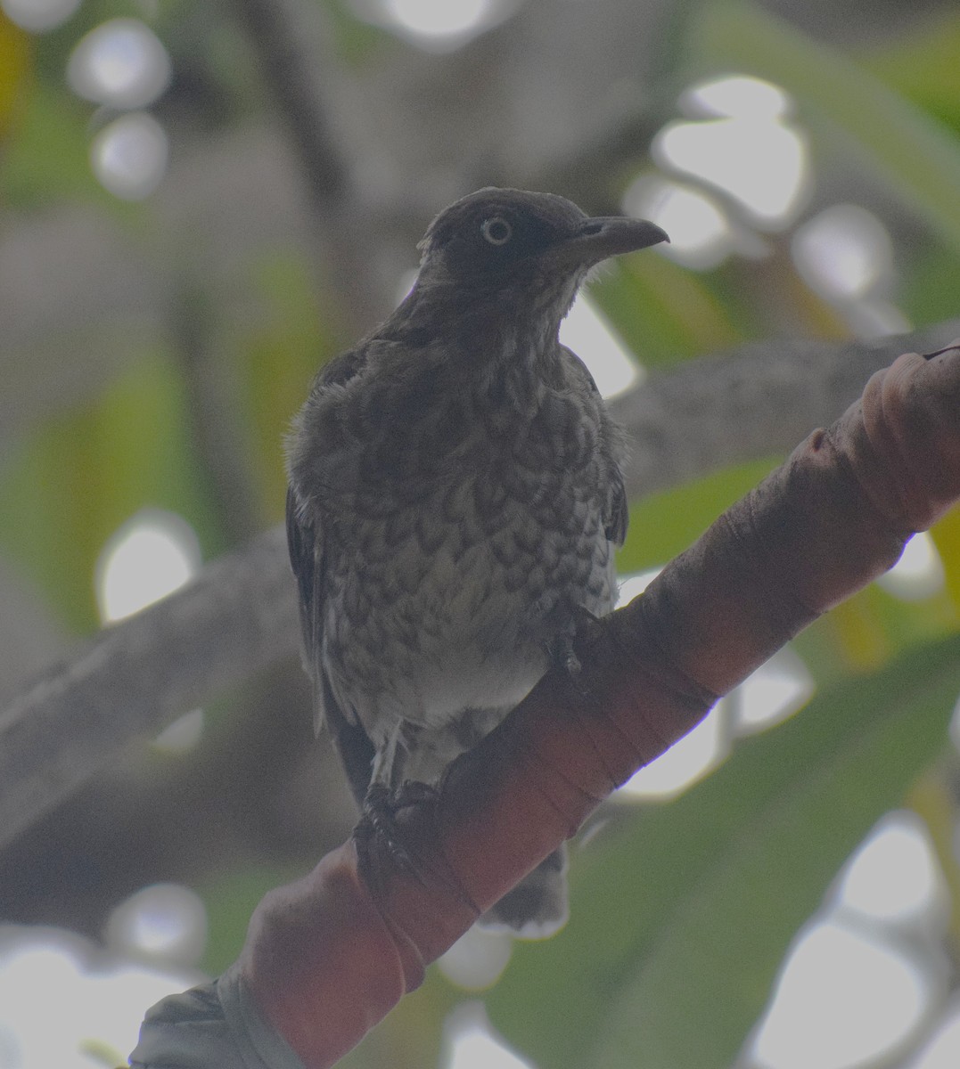Pearly-eyed Thrasher - ML642157342
