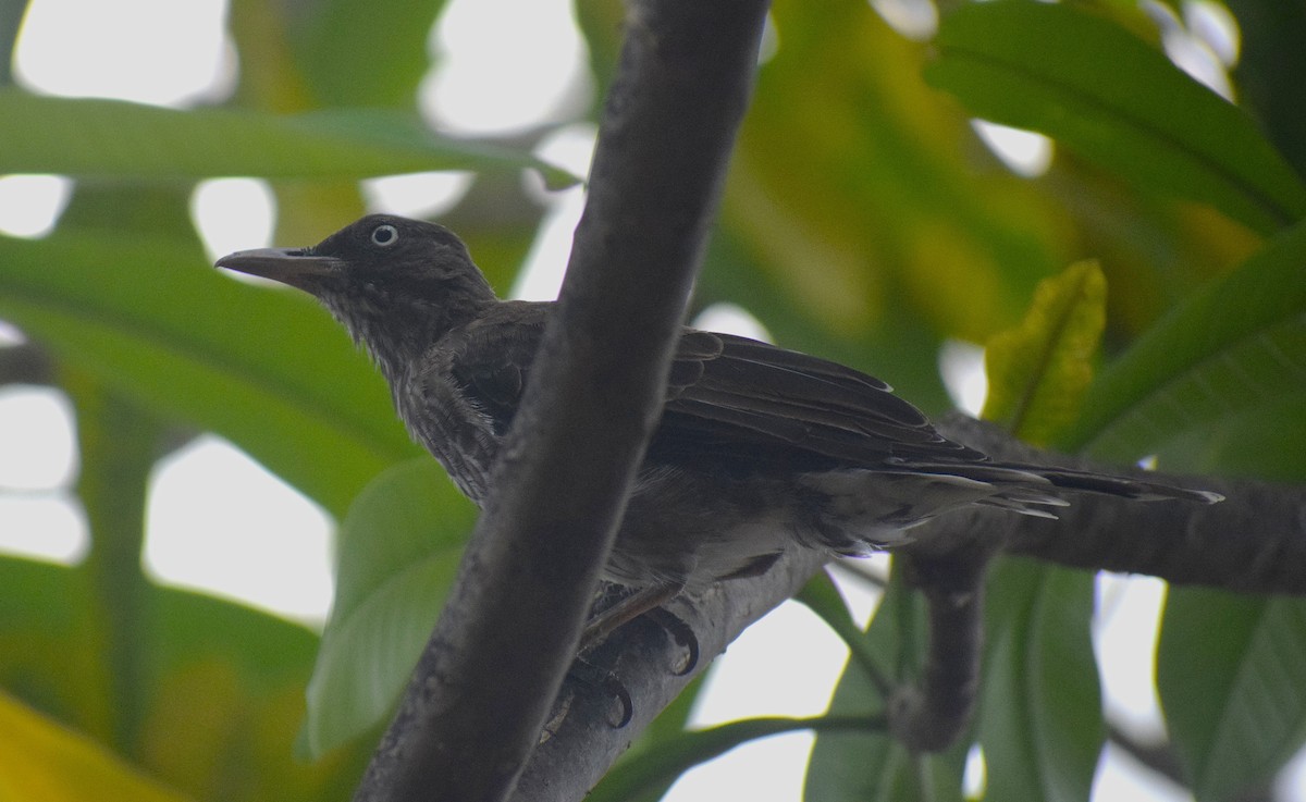 Pearly-eyed Thrasher - ML642157343