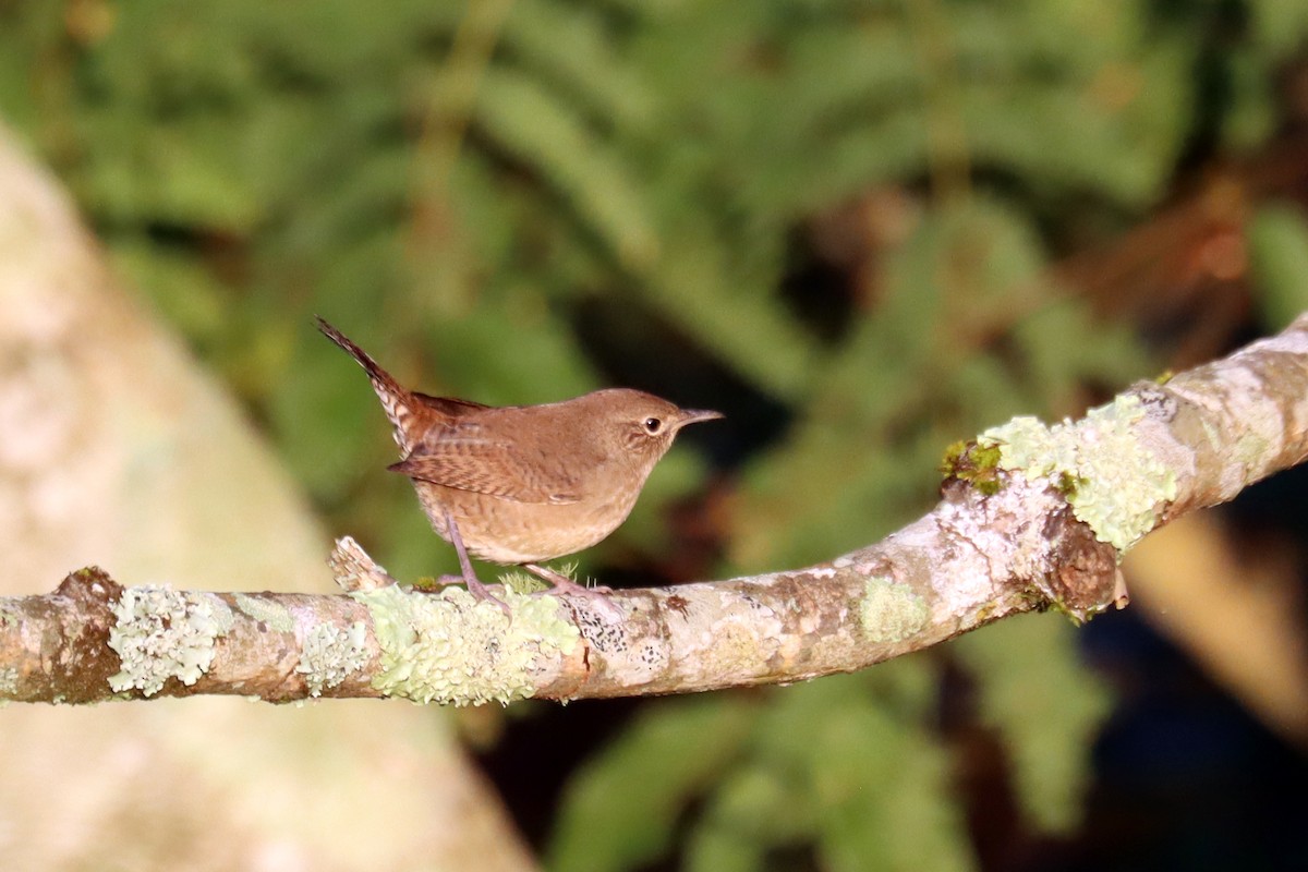 Northern House Wren - ML642157350