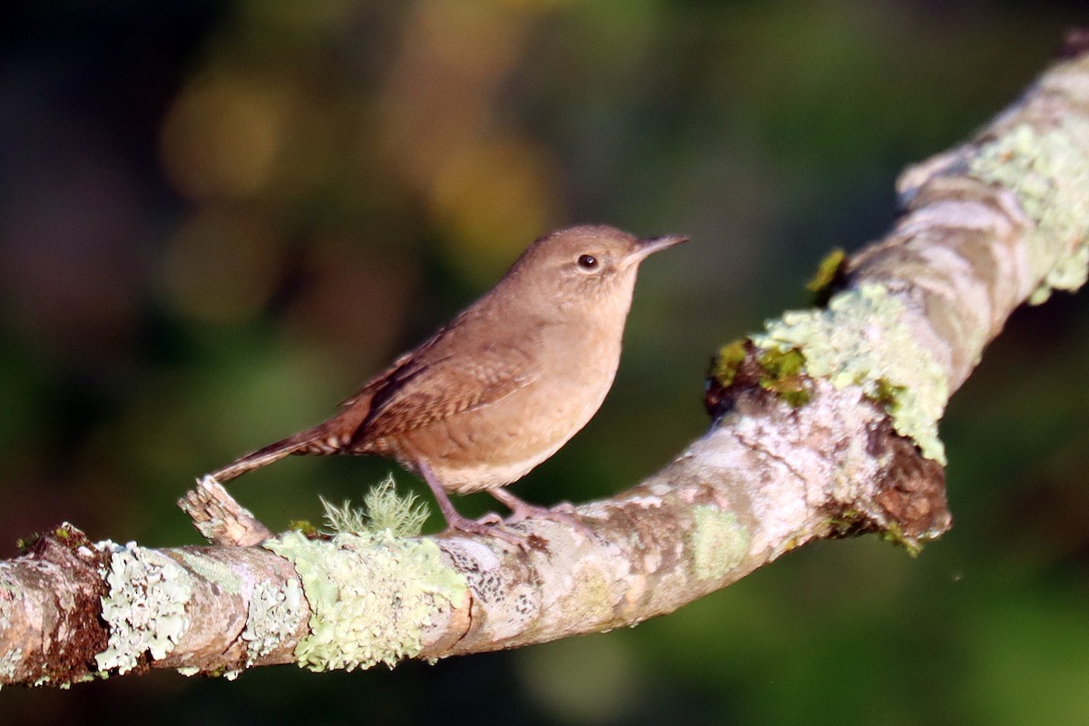 Northern House Wren - ML642157351