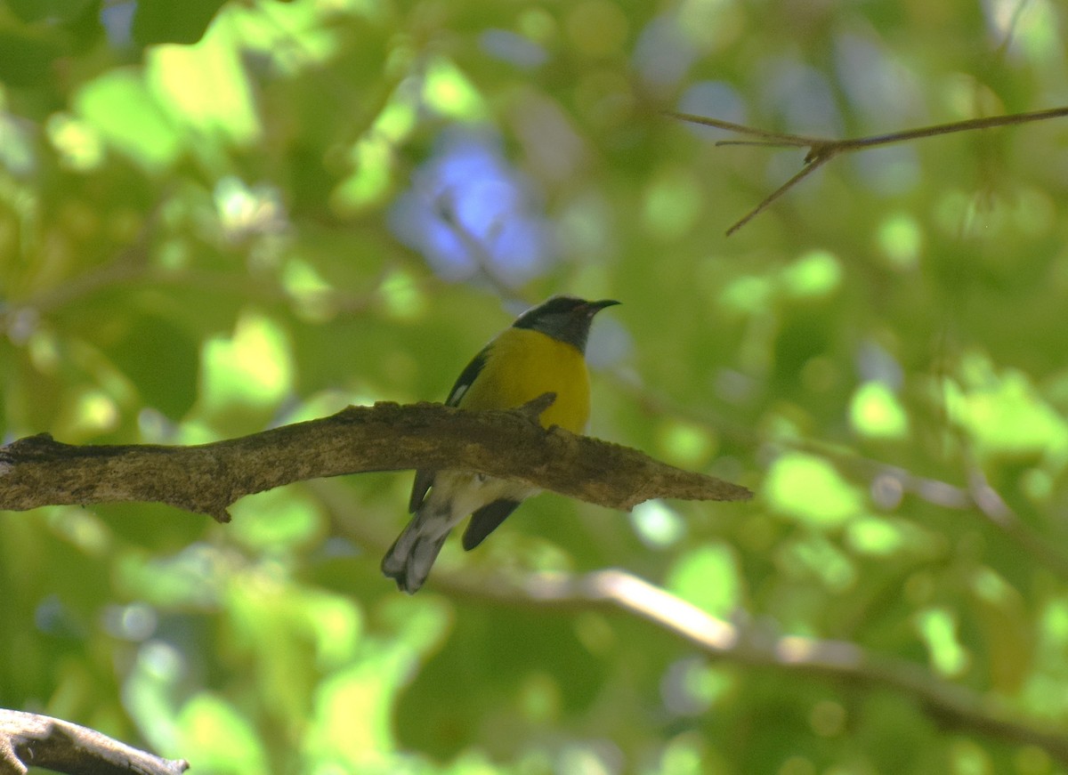 Bananaquit (Puerto Rico) - ML642157352