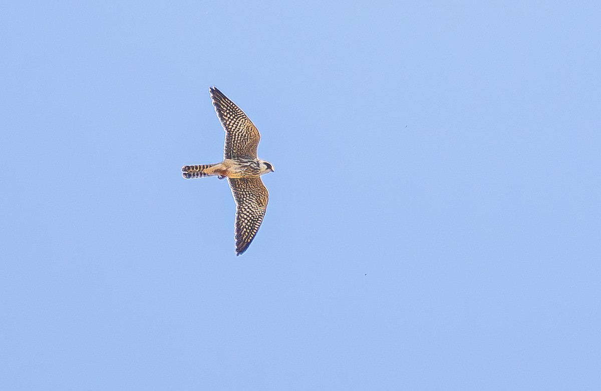 Red-footed Falcon - ML642157365
