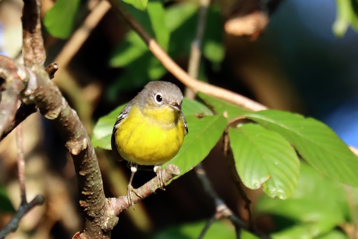 Magnolia Warbler - ML642157368