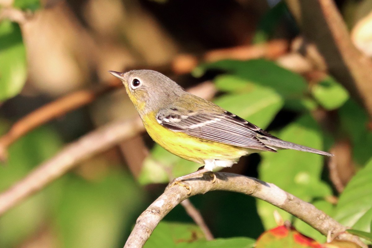 Magnolia Warbler - ML642157369