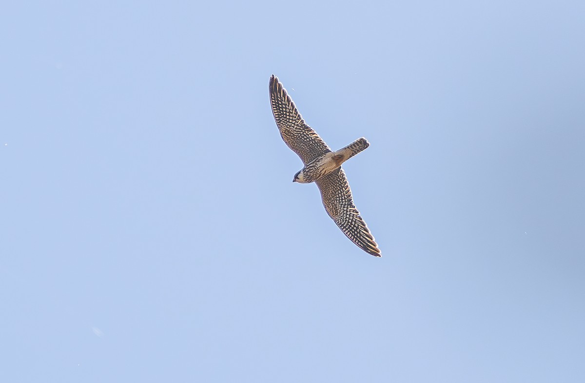 Red-footed Falcon - ML642157371