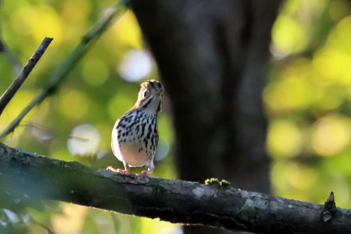 Ovenbird - ML642157375