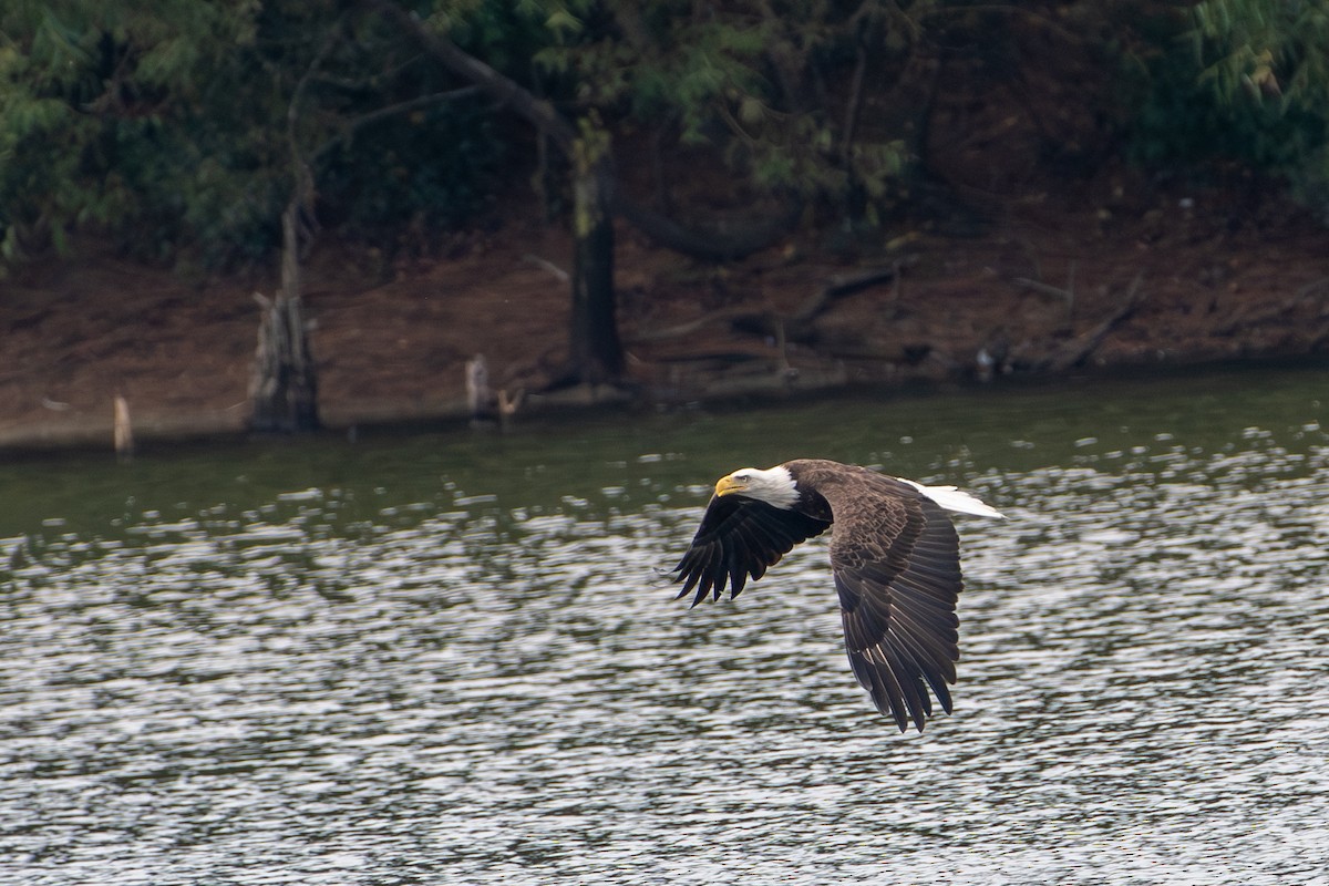 Bald Eagle - ML642157377