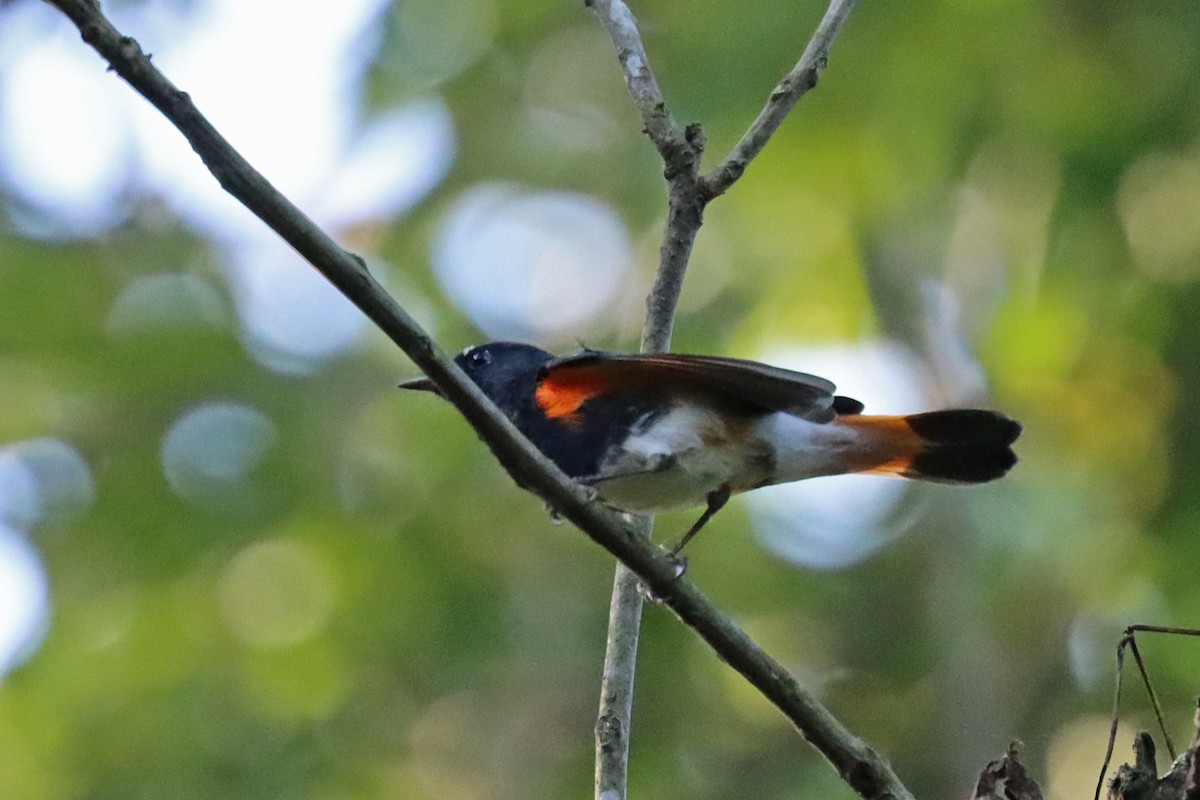 American Redstart - ML642157380
