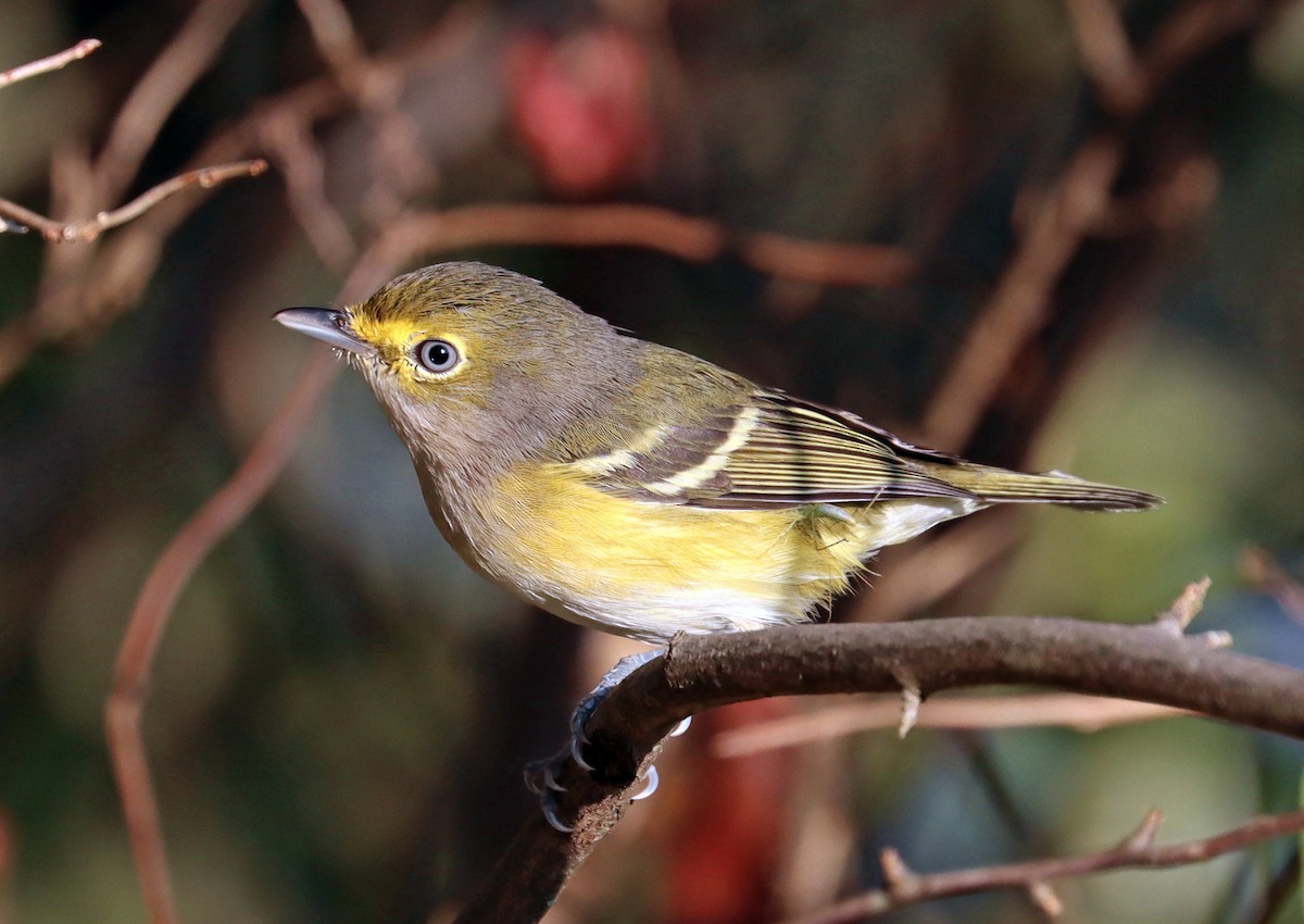 White-eyed Vireo - ML642157391