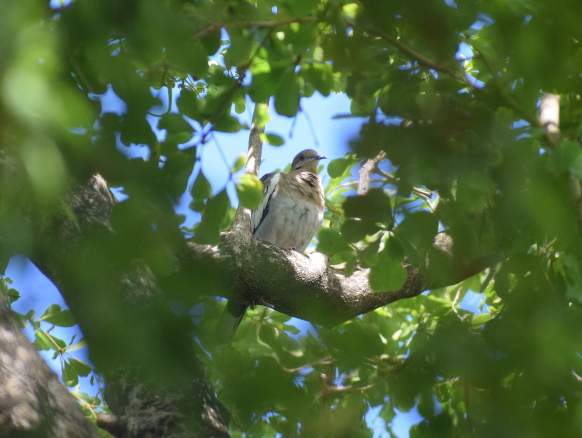 White-winged Dove - ML642157403