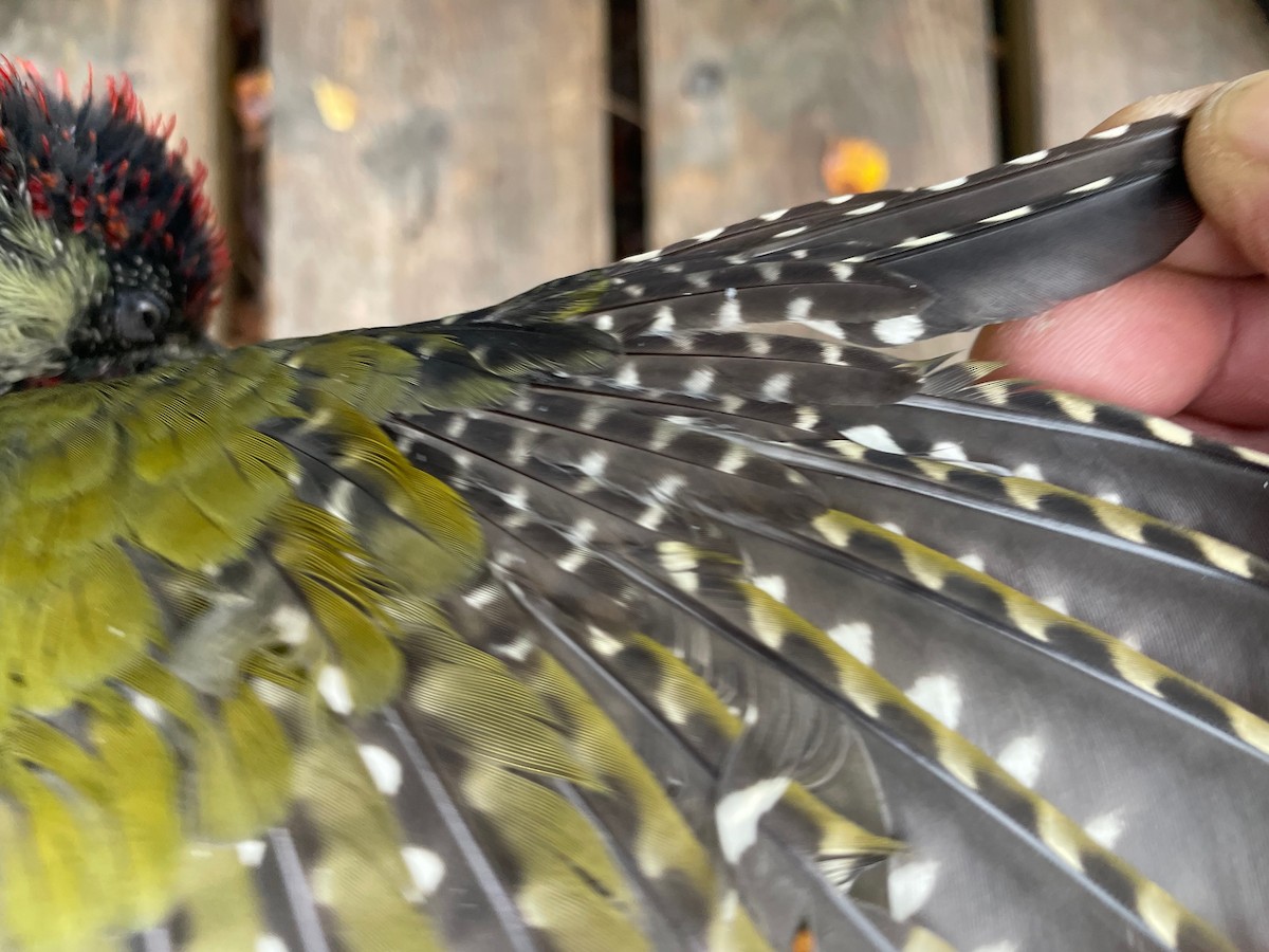 Eurasian Green Woodpecker (Eurasian) - ML642157428