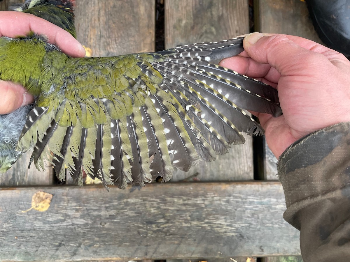 Eurasian Green Woodpecker (Eurasian) - ML642157429