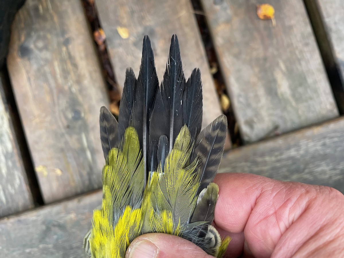 Eurasian Green Woodpecker (Eurasian) - ML642157430