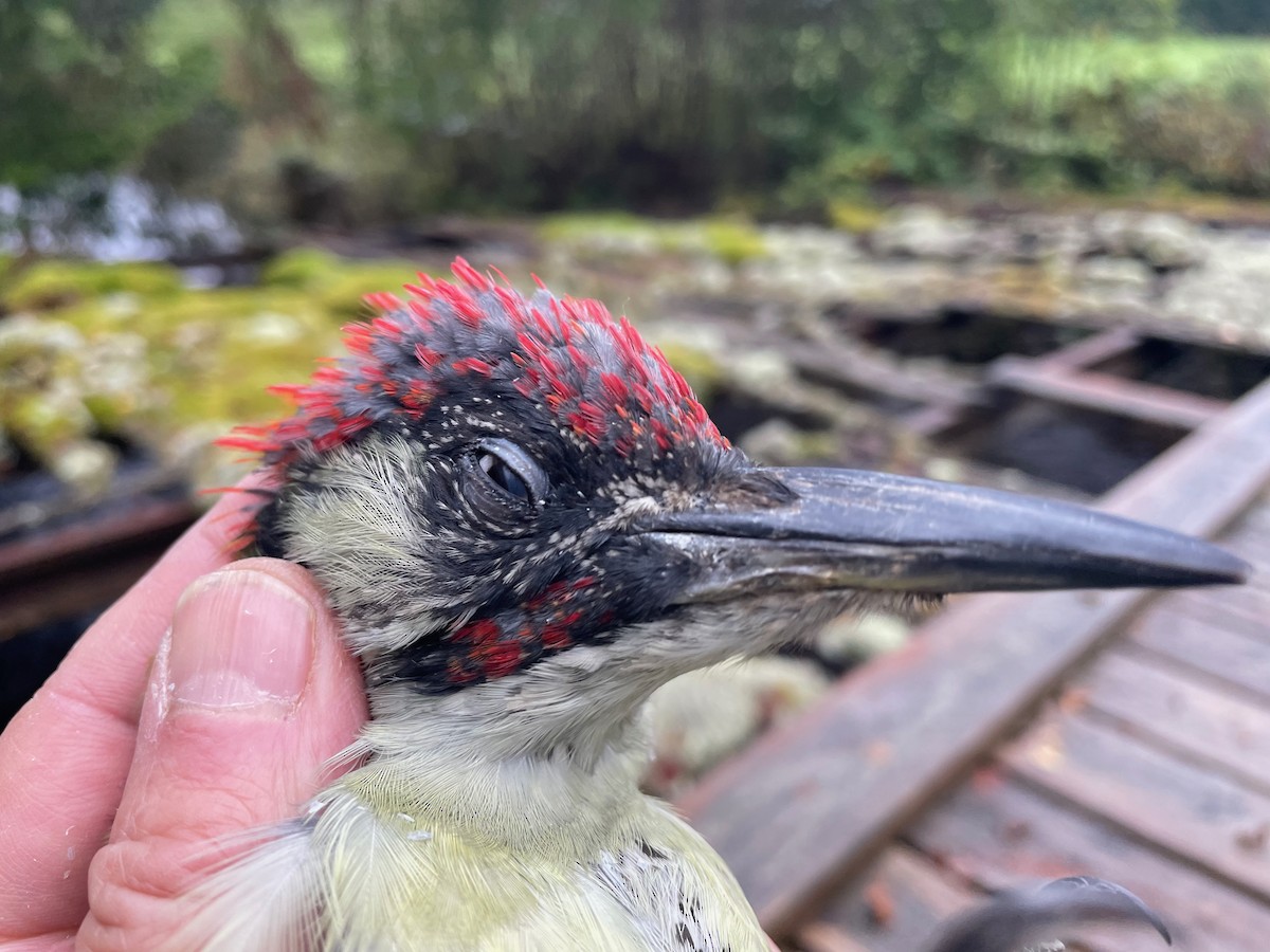 Eurasian Green Woodpecker (Eurasian) - ML642157431