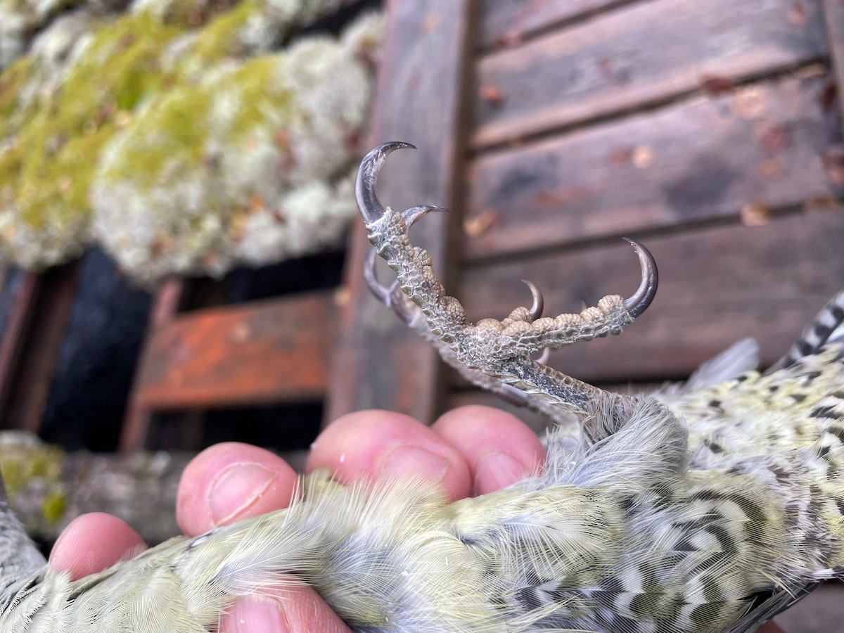 Eurasian Green Woodpecker (Eurasian) - ML642157432