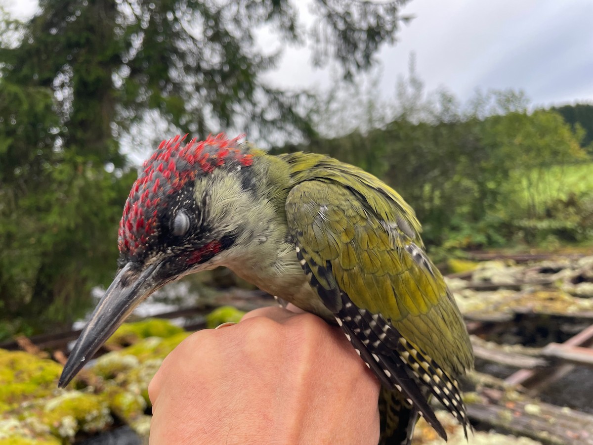 Eurasian Green Woodpecker (Eurasian) - ML642157433
